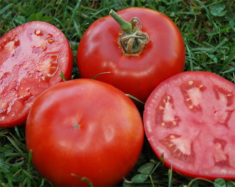 Tomato Muscat, Томат Мускат